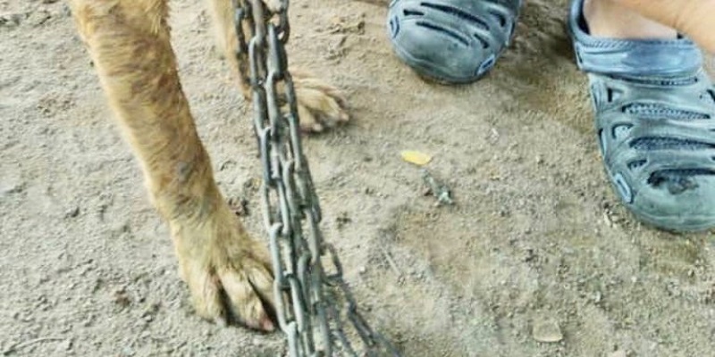 Los aprehendidos están acusados de maltrato animal por torturar a un perro
