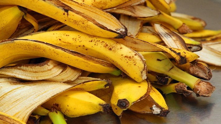 En medio de la escasez alimenticia que vive Cuba, el régimen de ese país recomienda comer conchas de plátano. Un artículo publicado por el periódico Tribuna de La Habana, con el título “Maravillosos usos de la cáscara de plátano”, habla de las bondades de la fruta.