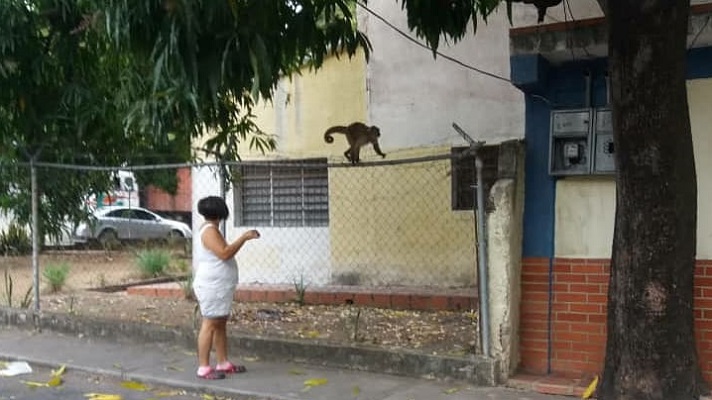 Este sábado, a través de las redes sociales se denunció sobre el escape de unos 40 monos del Parque Zoológico Las Delicias. Este recinto está ubicado en la capital del estado Aragua y son su emblema.