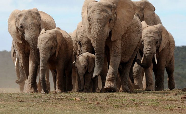 Tormenta en India deja dieciocho elefantes muertos