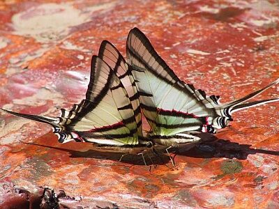 Más de 200 especies de mariposas son exclusivas de Colombia