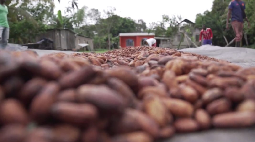 Cultivos de cacao aportan en la erradicación de cultivos de hoja de coca