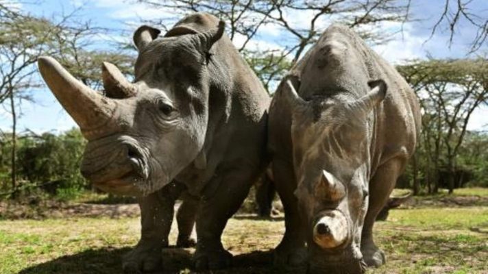quedan-solo-dos-en-el-mundo-y-cientificos-logran-doce-embriones-para-salvar-al-rinoceronte-blanco-del-norte