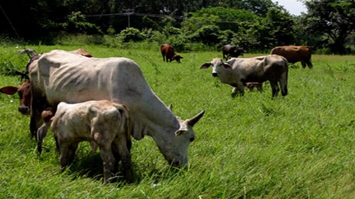 El sector ganadero del país solo abastece en 40% la demanda de carne y entre 35% y 40% la de leche. La denuncia la hizo Armando Chacín, presidente de la Federación Nacional de Ganaderos de Venezuela (Fedenaga).