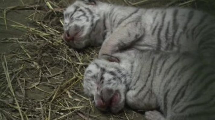 no-todo-es-mala-politica-en-nicaragua-nacen-tres-tigres-blancos-que-se-alimentan-con-leche-de-cabra
