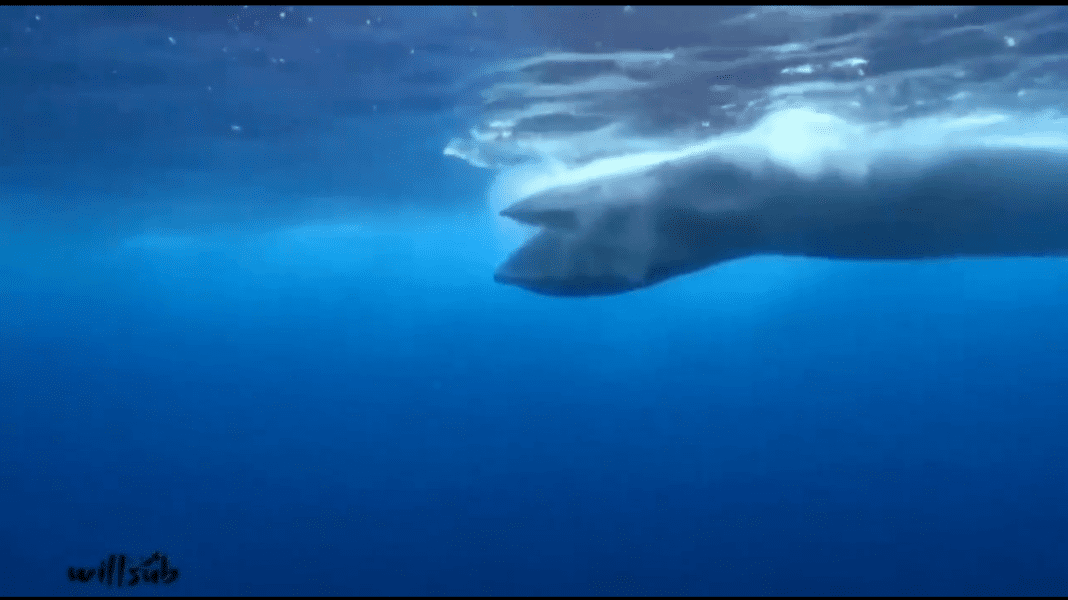 impresionante-submarinista-logra-imagenes-de-una-ballena-alimentandose-en-chichiriviche-de-la-costa-video