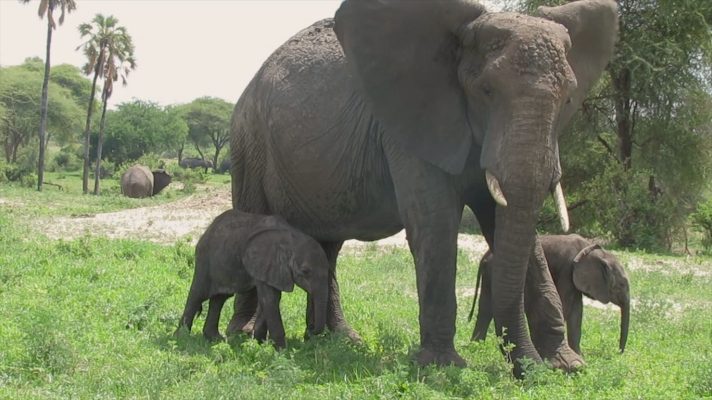 ecologistas-ligan-que-sobrevivan-en-una-reserva-de-kenia-nacen-elefantes-gemelos