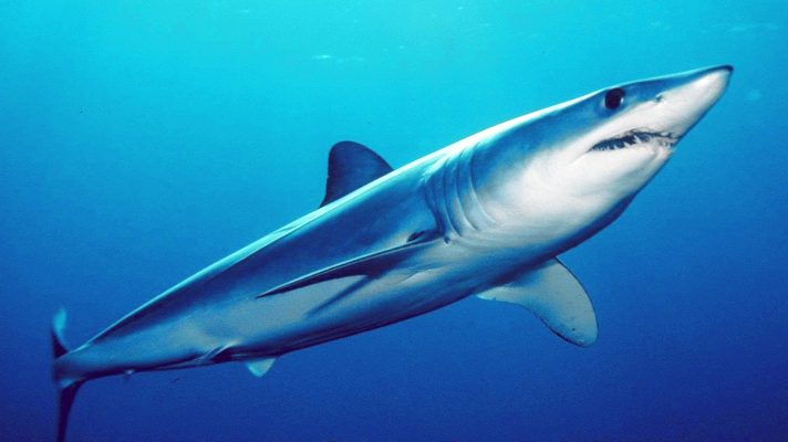 a-dos-pasos-de-la-extincion-pescadores-en-sucre-descuartizaron-a-tiburon-mako-y-le-sacaron-las-crias-vivas-video