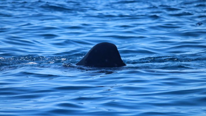 no-representa-un-peligro-pescadores-avistaron-un-tiburon-ballena-cerca-de-las-playas-de-caraballeda