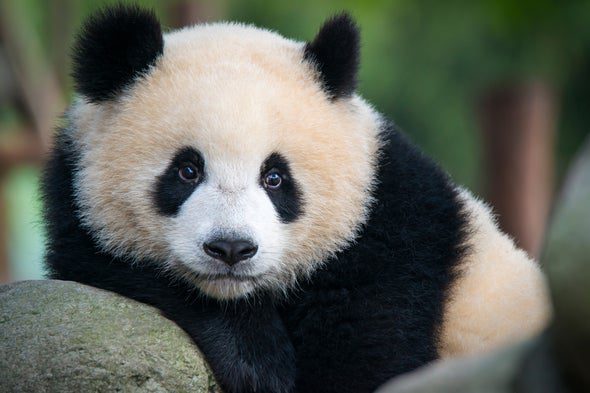 Los pandas gigantes ya no están en peligro, vuelven los jaguares, y los demonios de Tasmania vuelven a Australia continental