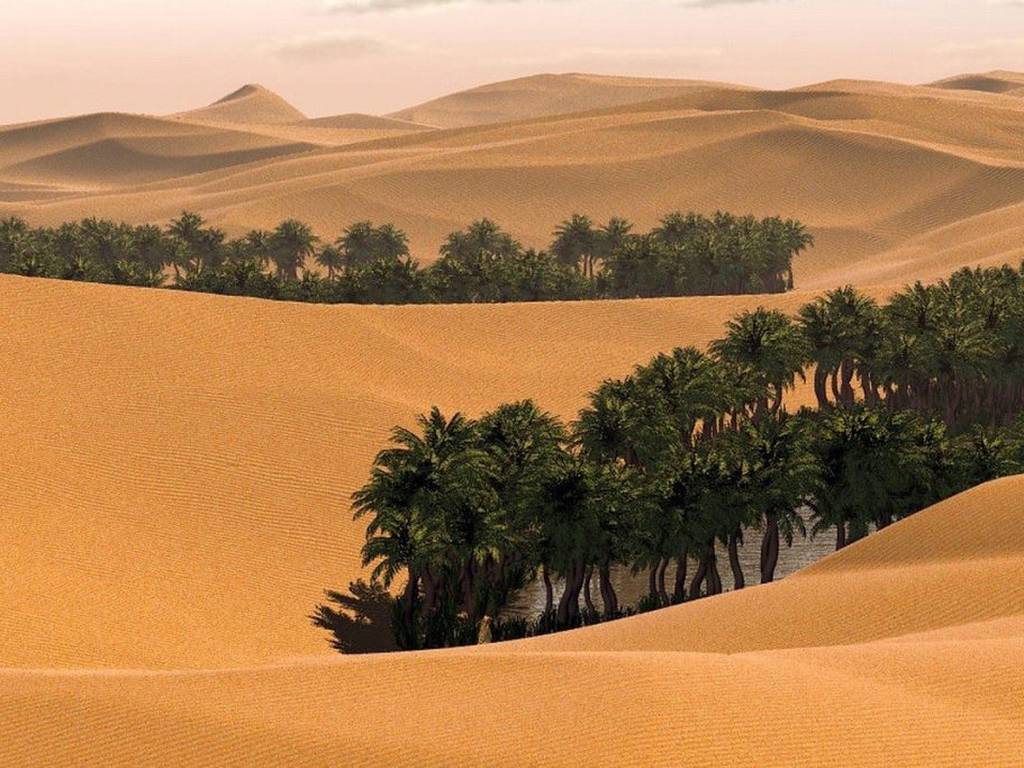 ¡ÁRBOLES EN EL DESIERTO! Millones plantas en el Sahara