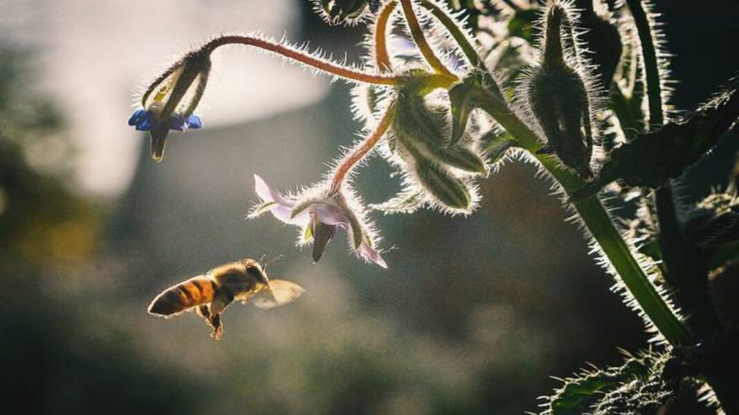 mas-fuertes-que-el-odio-las-abejas-resisten-mas-el-cambio-climatico-que-los-abejorros