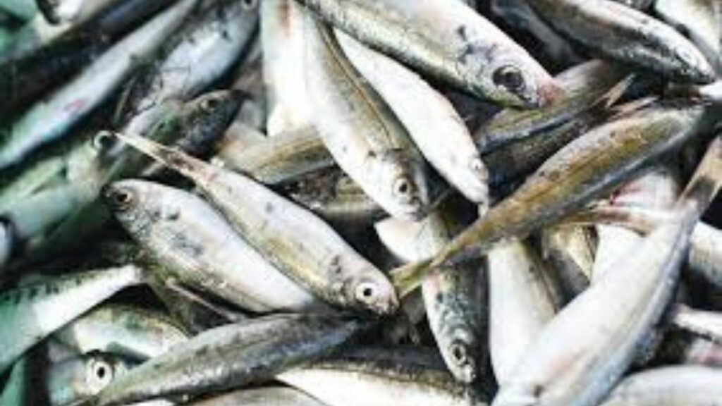 sardinas alimentos 