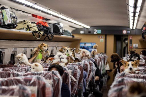 En los trenes bala de Japón, los perros generalmente tienen que viajar en un transportín, pero el 21 de mayo podrían estira sus patas y disfruta del paisaje en un expreso especial que admite mascotas. 