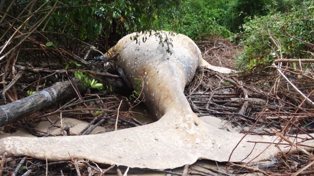 ¡Increíble! Descubren una ballena muerta en la selva del Amazonas