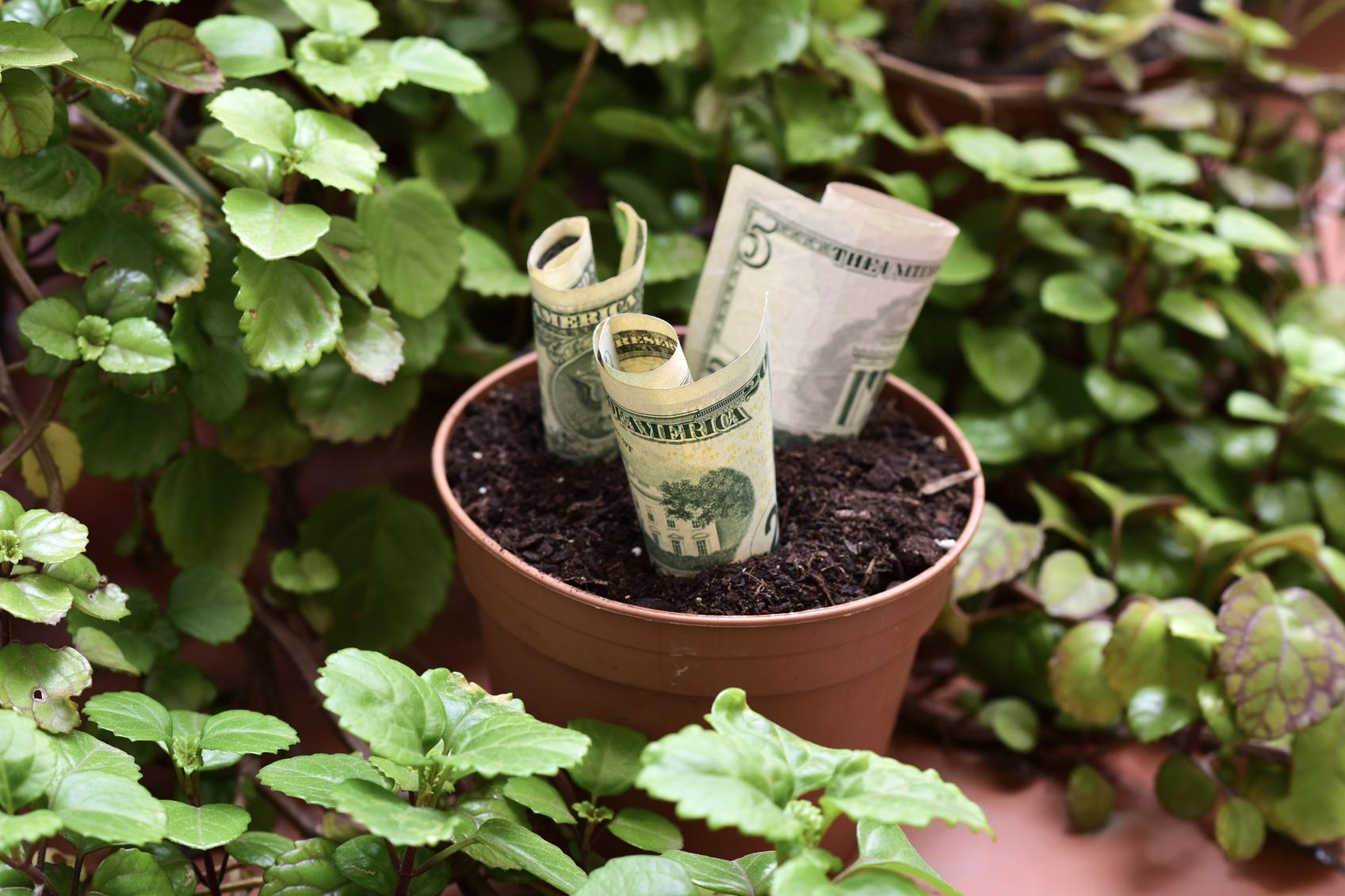 Hay plantas que ayudan a atraer el dinero.