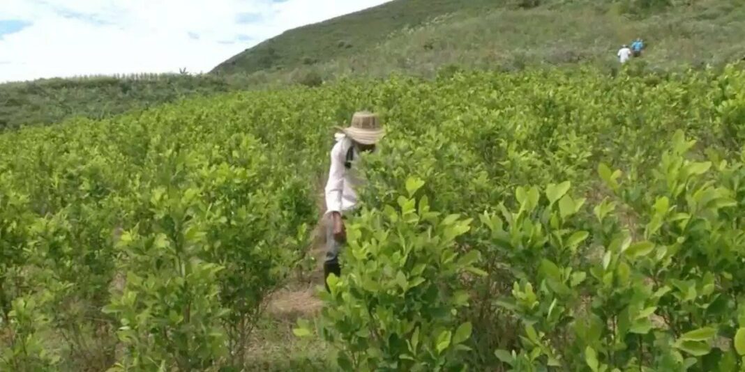 Colombia es el país con más cultivos de coca en el mundo; dice la ONU