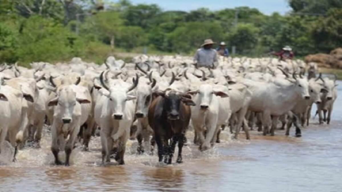 La situación del ganado en el estado Apure ocasionará el aumento en los precios de la carne, dijeron miembros del sector a Sebastiana Barráez. Foto referencial