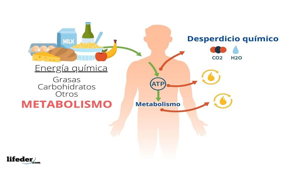 El metabolismo regula funciones importantes de nuestro cuerpo. Foto referencial