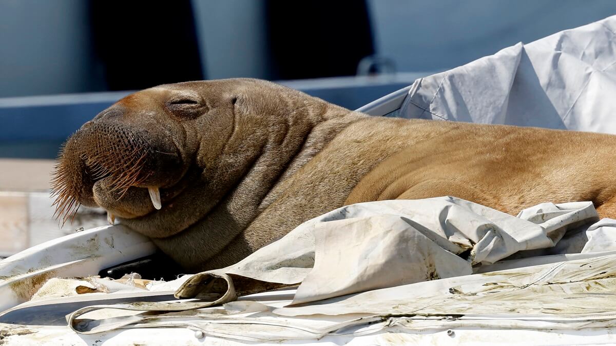 Freya pesa 600 kilos y no es tan pacífica. Foto AFP