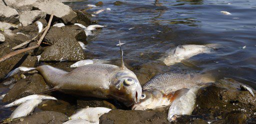 En esta foto de archivo tomada el 12 de agosto de 2022, se muestran peces muertos en las orillas del río Oder en Schwedt,