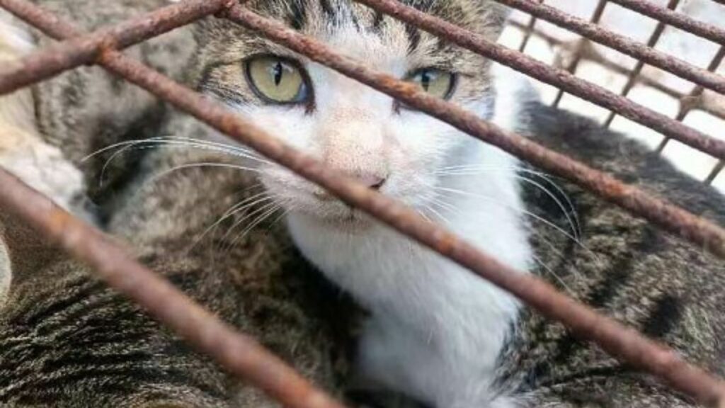 A los animalitos los encontraron encerrados en jaulas oxidadas.