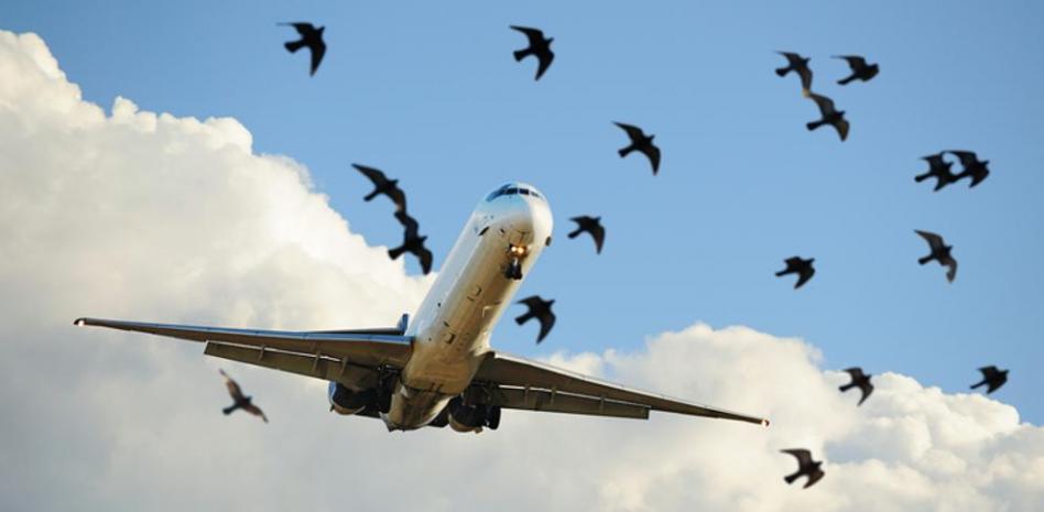 Pasajeros de un vuelo Barranquilla a Bogotá vivieron pánico por culpa de las aves