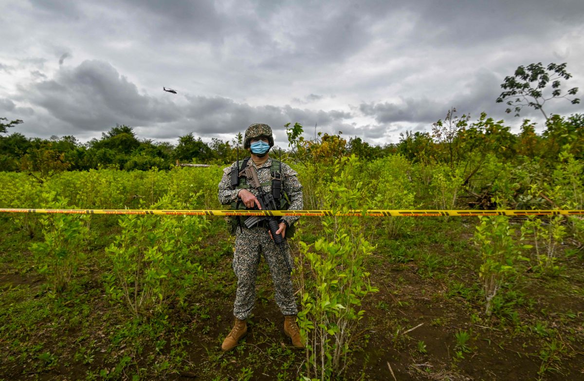 Policía suspendió la erradicación forzada de coca en Colombia