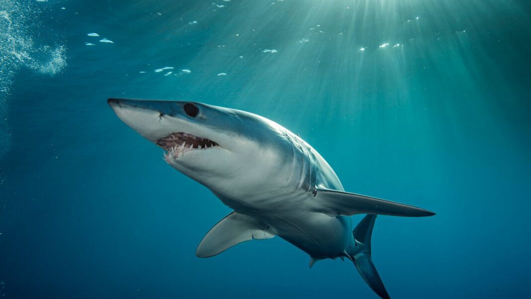 Descubren un raro tiburón capaz de vivir cuatro siglos (+ video)