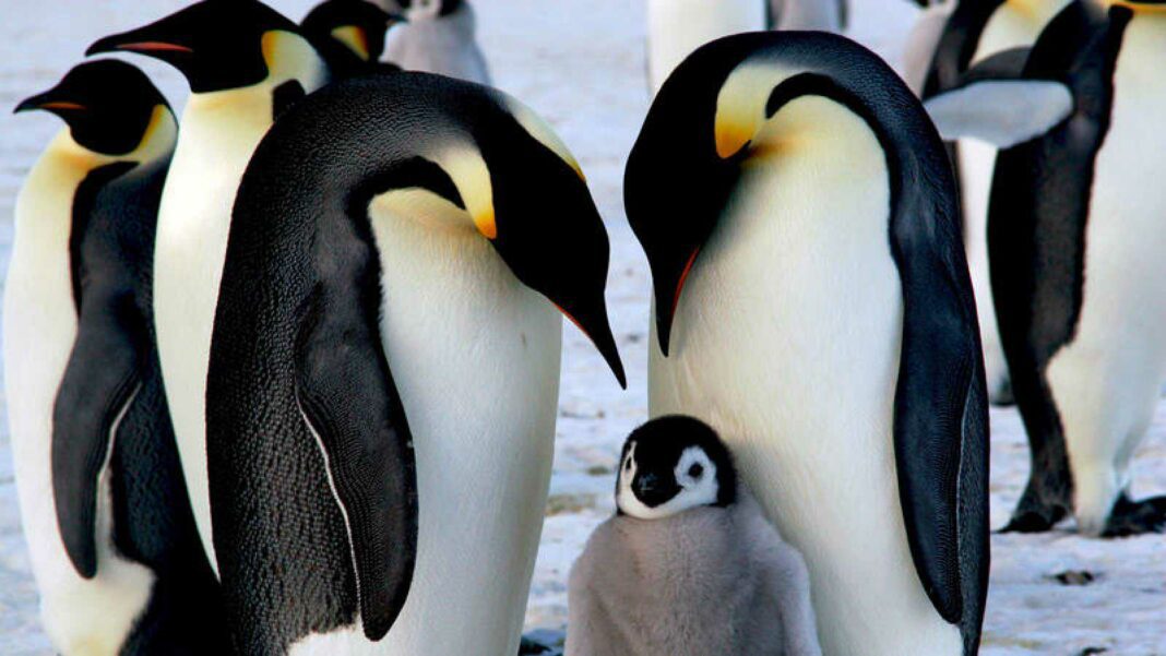 Aprender a liderar como hacen los pingüinos