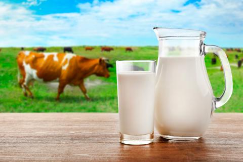 Al llegar a adultos, hasta el 70% de las personas ya no producen suficiente lactasa para digerir correctamente la lactosa