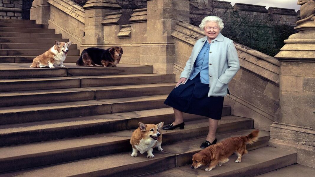 El amor de Isabel II por los corgis comenzó en 1944, cuando le regalaron a Susan. Foto cortesía