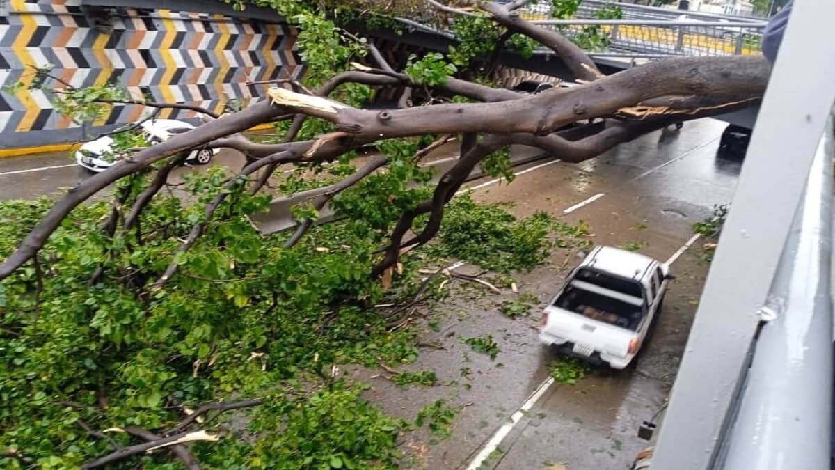 Las autoridades del municipio cortaron el árbol y despejaron la vía. Foto cortesía