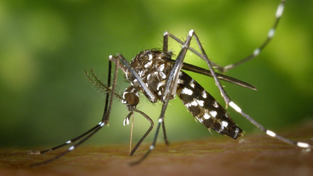 Hay sustancias en el cuerpo que se trata como una especie de “repelente natural” que alejan a los mosquitos.