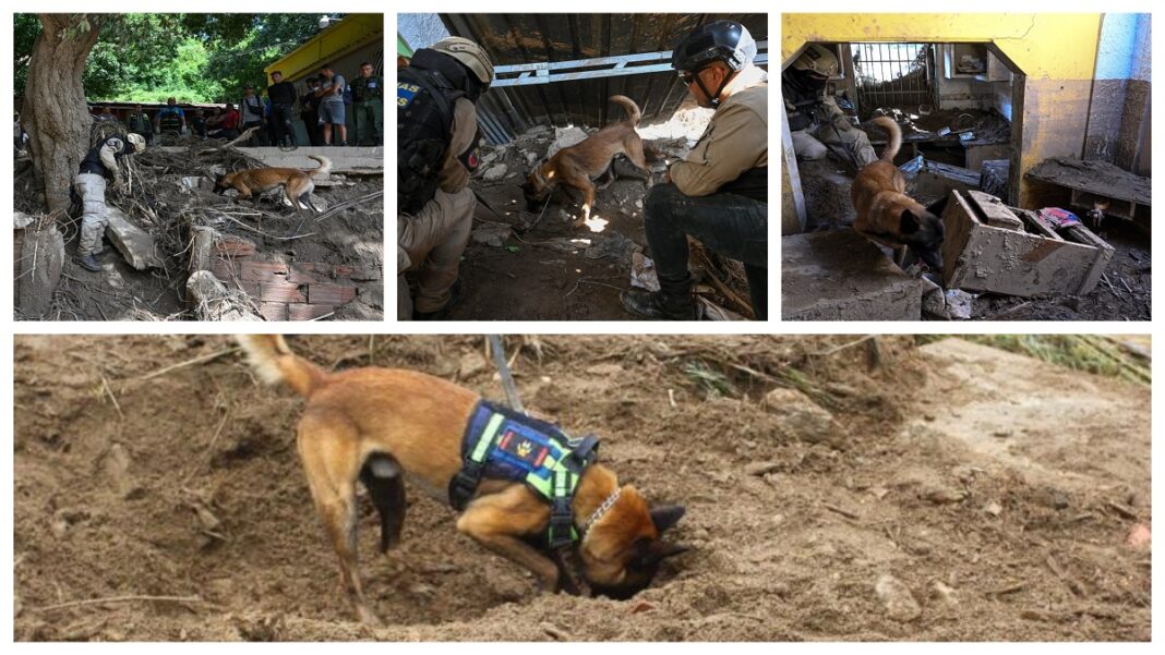 Los canes trabajan entre 6 y 8 horas diarias. Fotos AFP