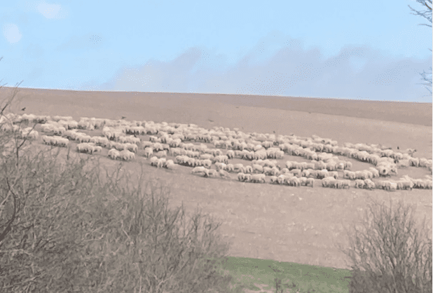 El misterio de ovejas caminando en círculos sin parar (+ video)