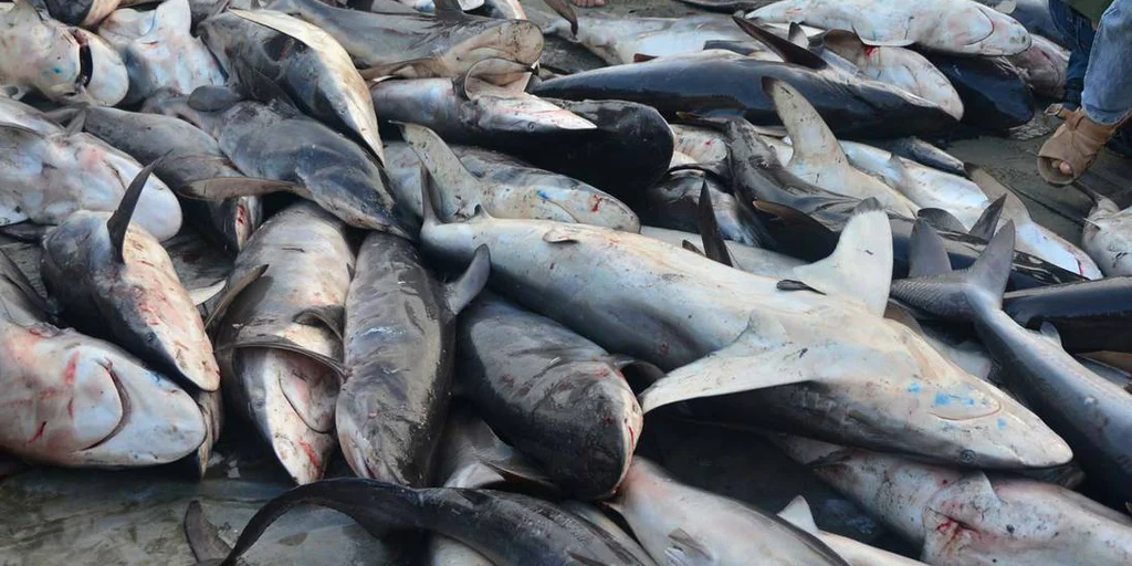 ¡TERRIBLE! Hallan 114 tiburones mutilados en un barco colombiano