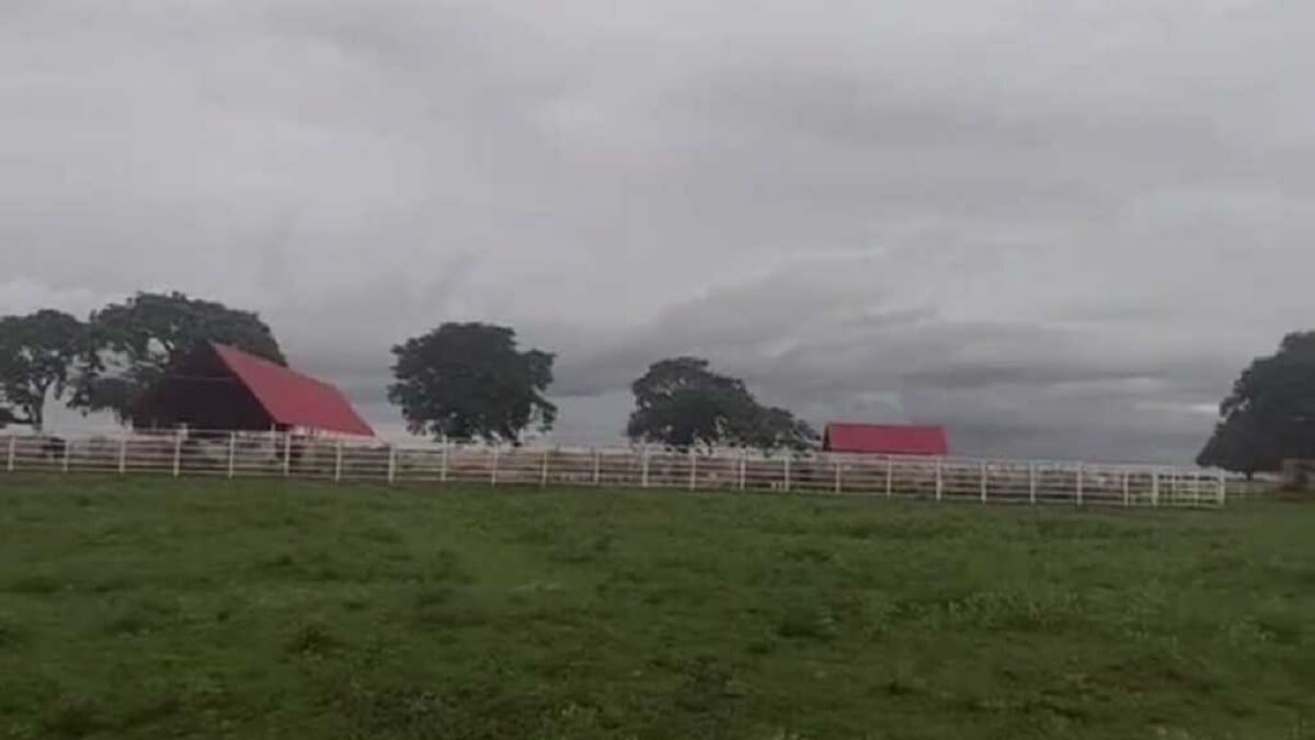 Desde el hato Los Zamuracos se están llevando el ganado hacia Colombia. Foto cortesía