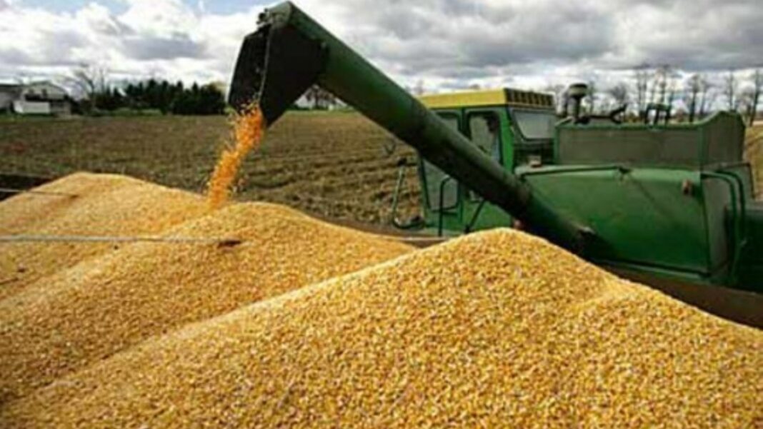Producción de maíz
