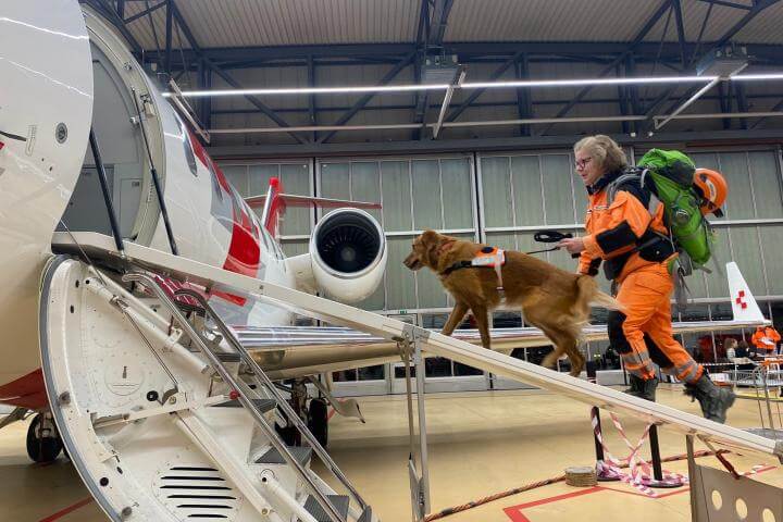 Varios países han enviado brigadas caninas expertas en rescates en zonas de desastre. Foto cortesía