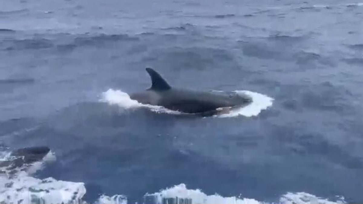 Un nuevo avistamiento de orcas en Venezuela.