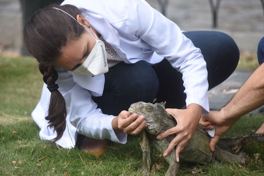 Rescatan miles de iguanas y tortugas en el Caribe colombiano