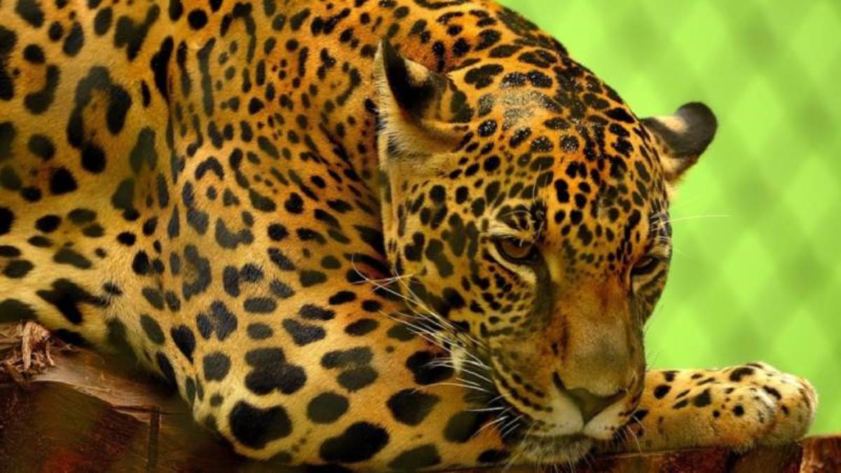 Jaguar venezolano