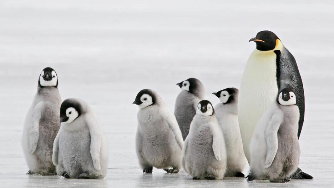 Hay 18 especies de pingüinos. Foto referencial