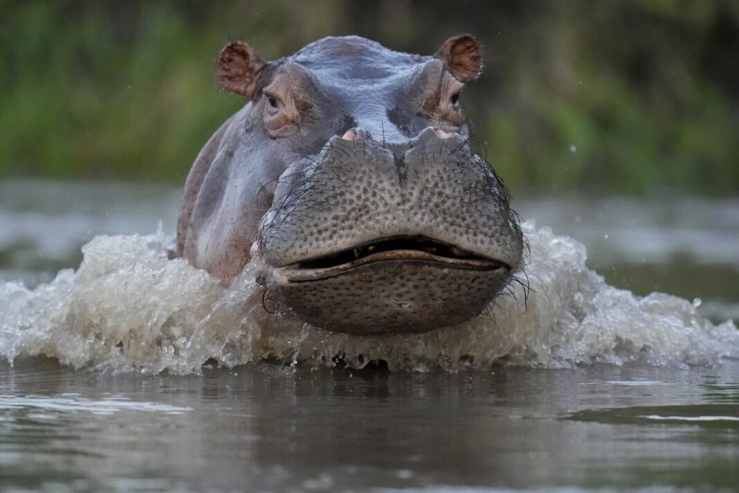 Muere uno de los “hipopótamos de la cocaína” de Pablo Escobar