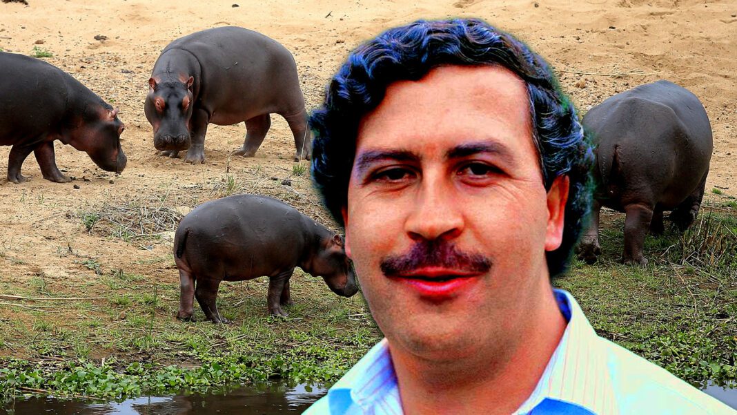 Alistan el traslado de los hipopótamos de Pablo Escobar