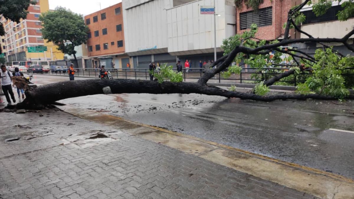 Un árbol caído obstaculizó la avenida Baralt en horas de la mañana