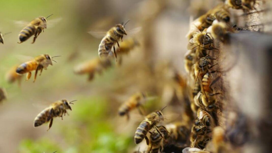 Las abejas atacaron al anciano y a su hijo. Foto referencial