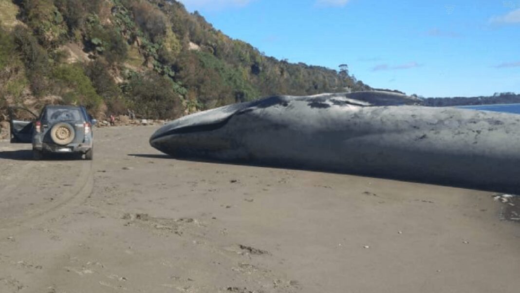La ballena murió en el mar y luego quedó varada en la orilla. Foto cortesía