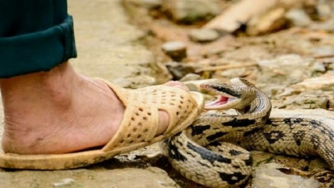 Las mordeduras de serpiente en Venezuela son frecuentes. Foto referencial
